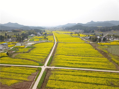 西充建立10万余亩优质油料生产和供给基地